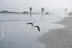 bird over beach eduWEBReflections II