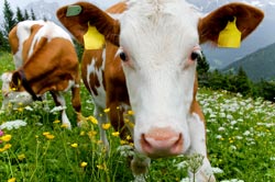 tagged cow 3 Quick Tips to Tag and Track with Google Analytics