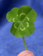 four leaf clover 4 Takeaway Tips to Build Relationships